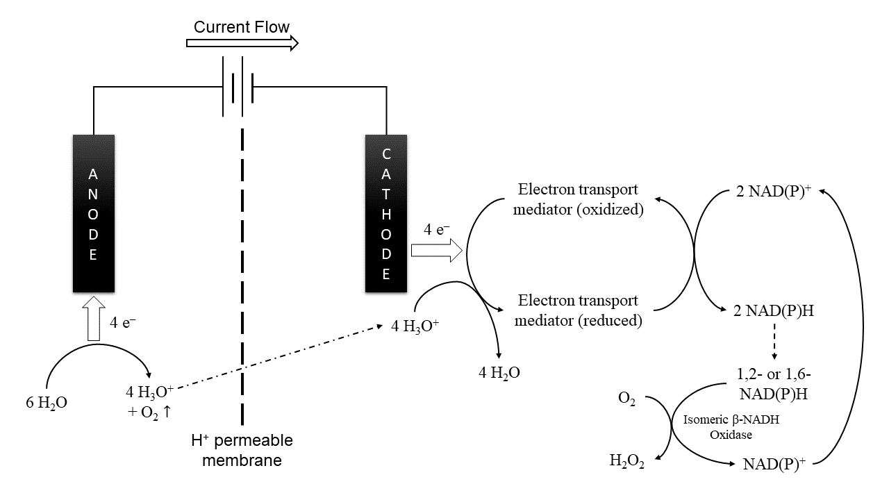 Diagram depicting NADH isomer detoxificaton reactions catalyzed by renalase.