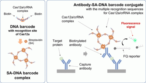 Images depicting SA-DNA barcode complex and antibody-SA-DNA barcode conjugate