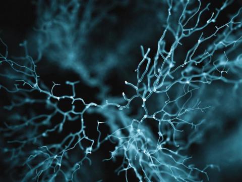 Digital image of a neuron