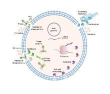 Research graphic of the biomolecular engineering of antibacterial and antivarl agents