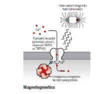 Research graphic representing neuromodulation