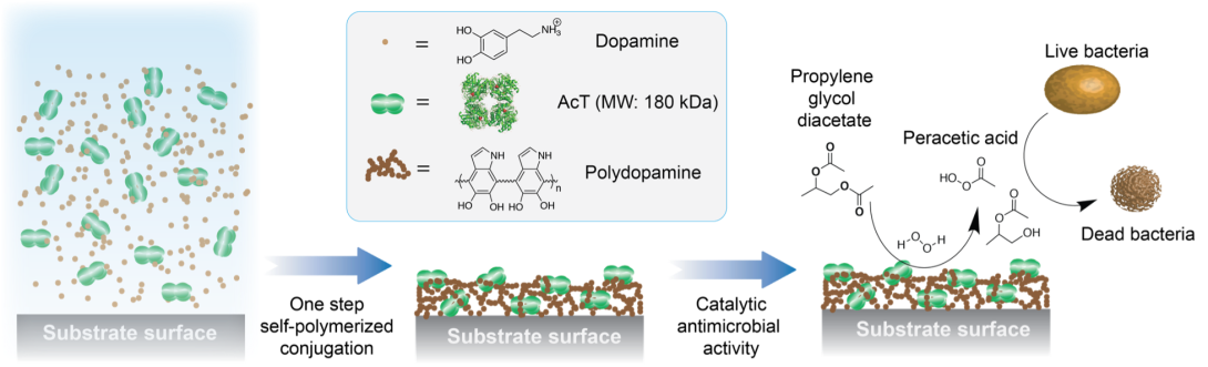 Schematic illustration of single-step fabrication of AcT-polydopamine composite coatings. 