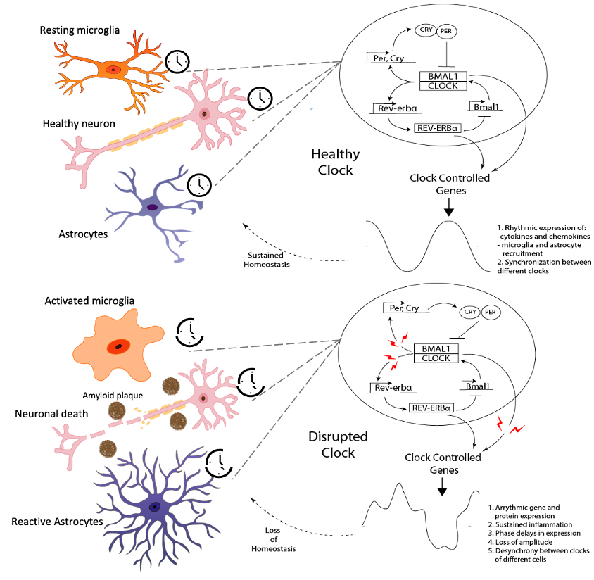 Interplay of circadian clock and neuroinflammation. 