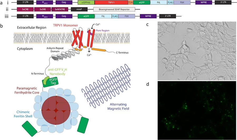 Magnetogenetic platform expressed in HEK-293T cells. 