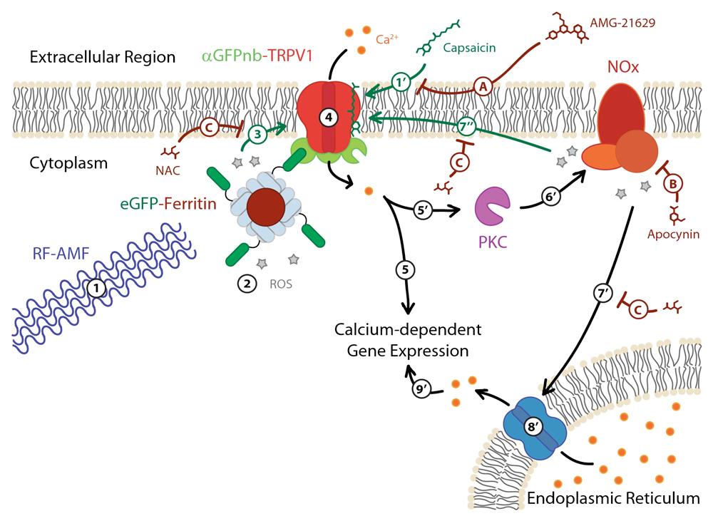 Schematic of proposed ROS involvement in RF-AMF induced activation of TRPV1-ferritin magnetogenetic platform. 