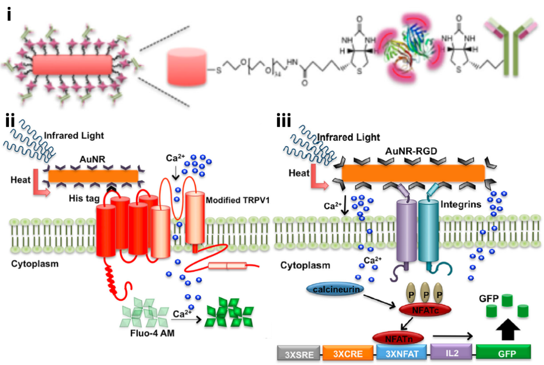 TRPV1-AuNR and integrins-AuNR systems 