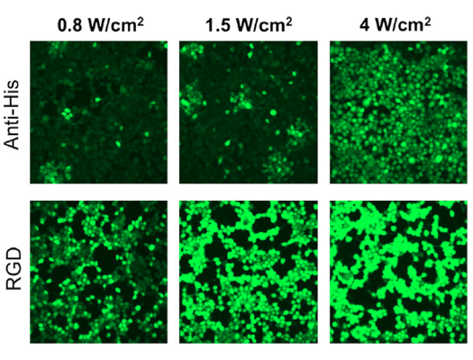 Response to NIR light stimulation of functionalized AuNRs on HEK-293T cells