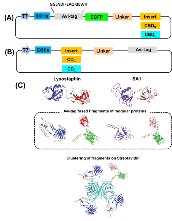  Vector construction for enhanced green fluorescent protein