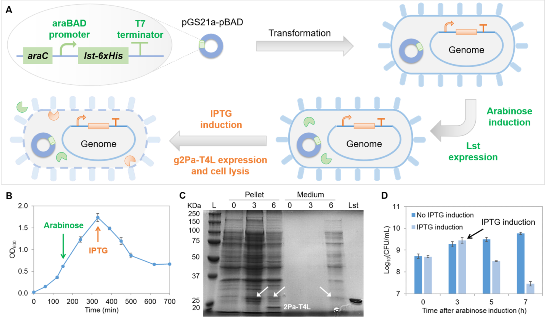 Diagram showing Release of intracellularly expressed Lst in the autolytic E. coli 