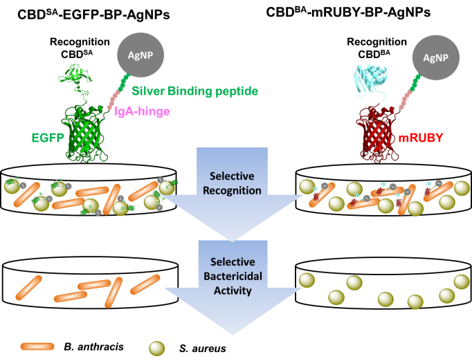 Schematic representation of cell wall binding domain-fluorescent protein-silver binding peptide 