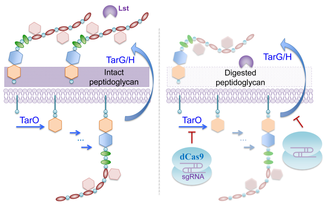 DIagram of Lysostaphin (Lst)  a potent bacteriolytic enzyme 