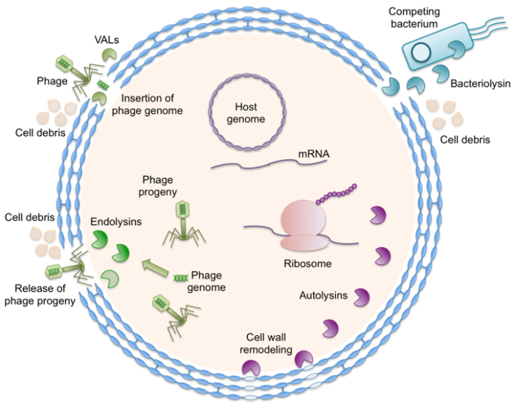 DIagram of Different types of cell lytic enzymes 