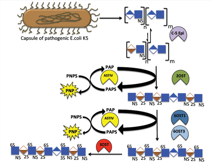 Diagram showing biosynthetic pathway of heparin