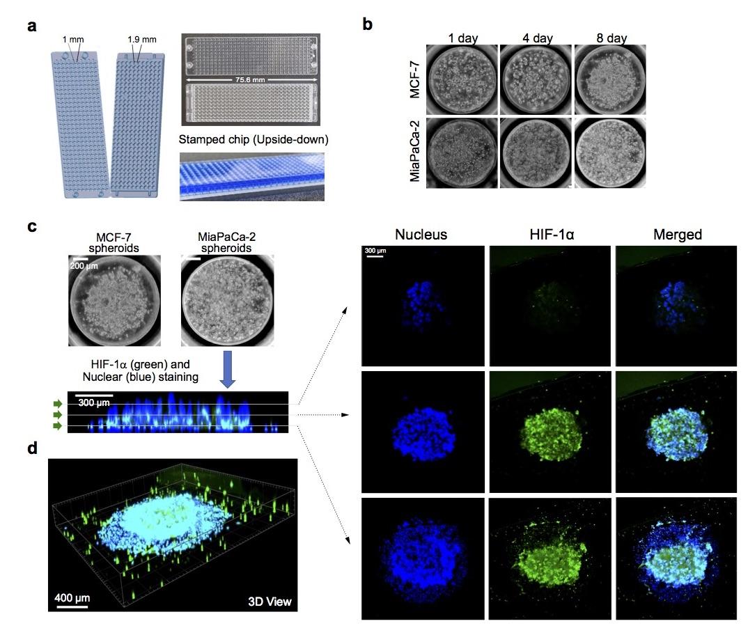 Illustration showing generation of 3D tumor spheroid micropillar array.