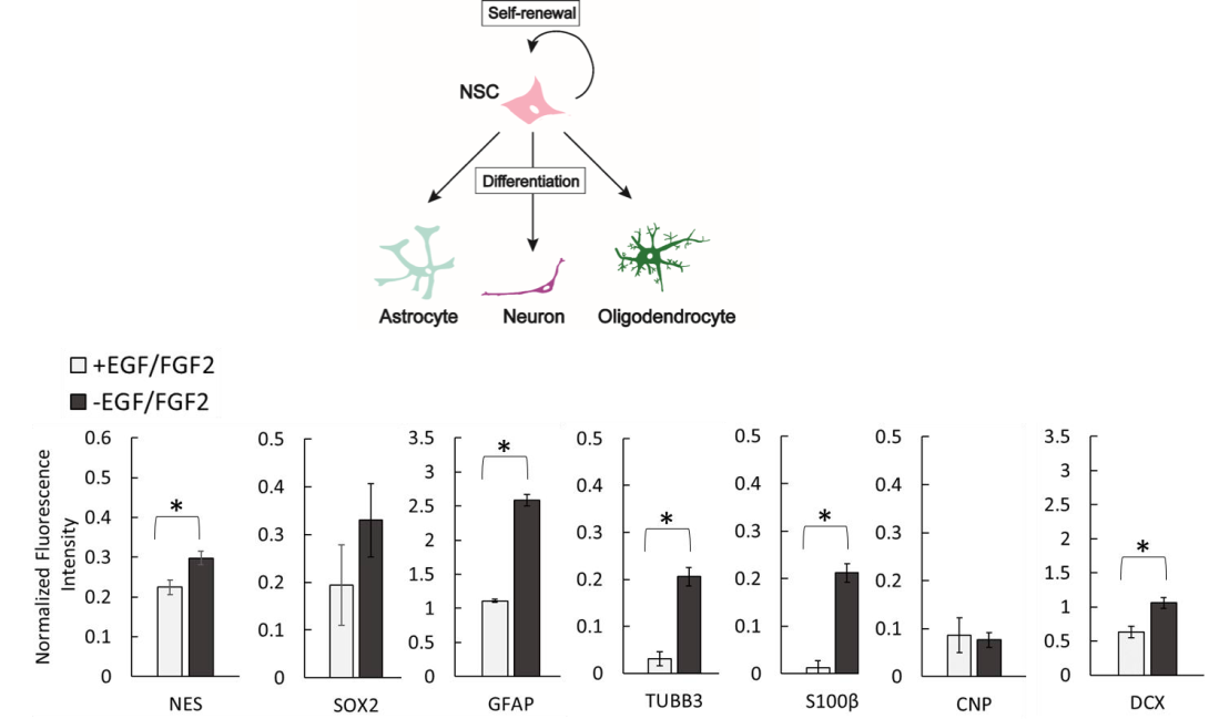 Top of illustration shows human neural progenitor cells (hNPCs) are multipotent cells capable of either self-renewal or differentiation into various neural cell types; bottom portion shows a spontaneous growth factor removal-induced differentiation of an immortalized human neural progenitor cell line.